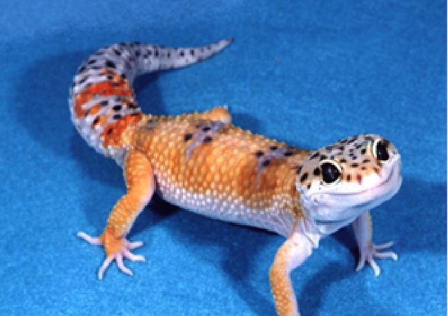 Exotic Petting Zoo in NYC, NY, NJ, CT & Long Island | Clowns4Kids